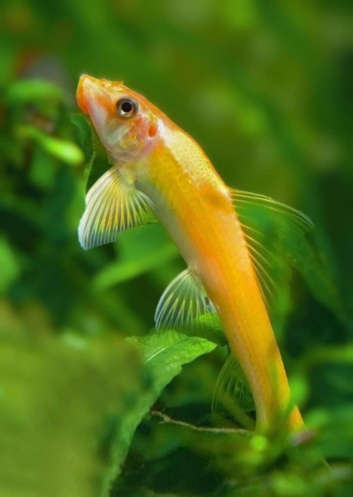 Golden Algae Eater